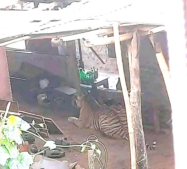 सप्तकोशी नपा.को फत्तेपुरमा  जंगली बाघ पसे, बाघको आक्रमणबाट २ जना घाइते