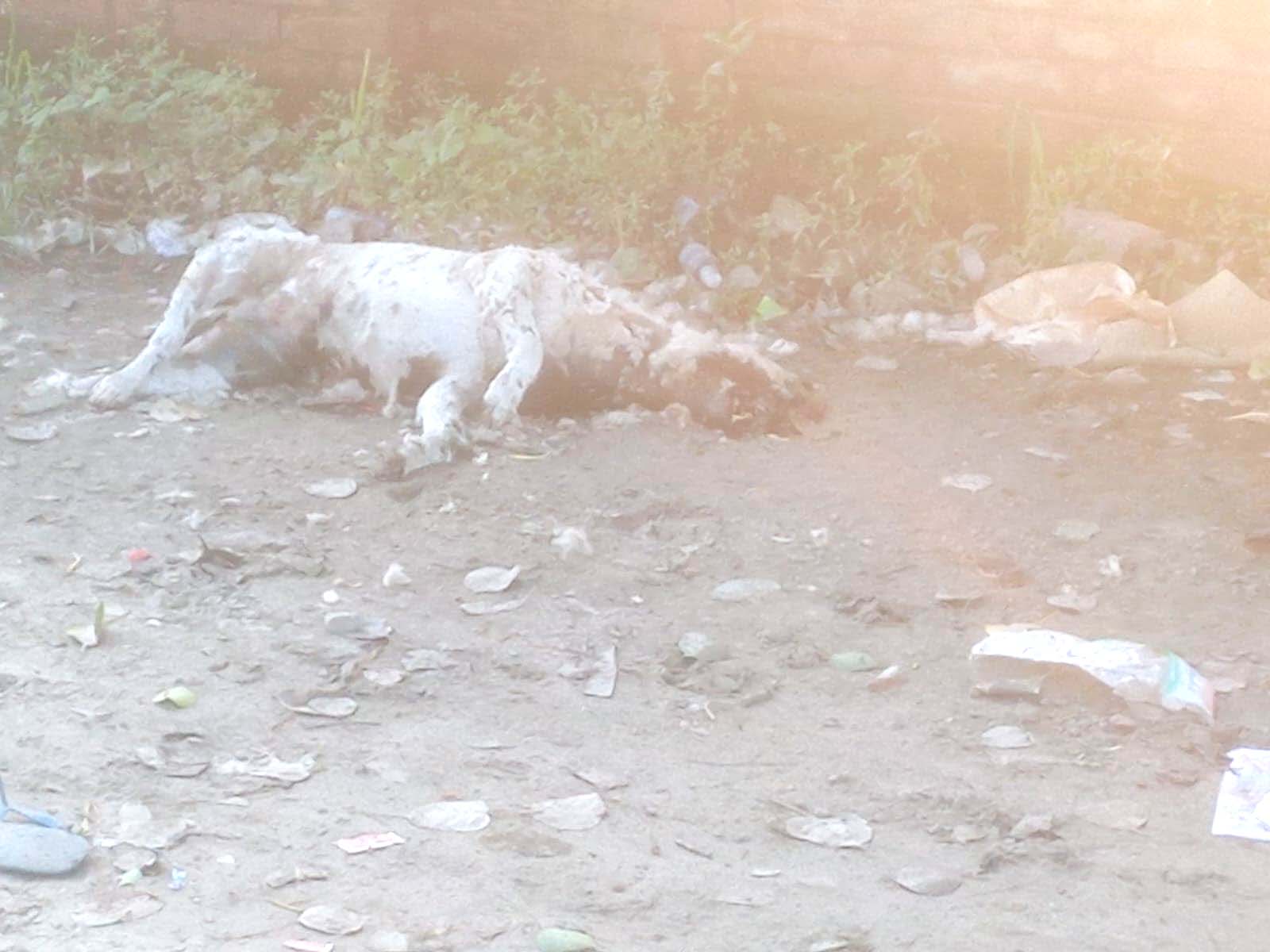  नगरपालिकाको लापरवाहीले भारदह बजारमा जत्रतत्र फोहोर मैला 